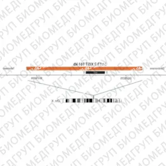 ДЛЯ КЛИЕНТОВ из США. SureFISH Xq13.2 XIST 161 КБ P20 RD. XIST, Номер копии, 20 тестов, Cy3, Концентрат, Ручное использование