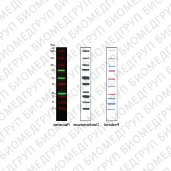 Маркеры молекулярной массы белков Precision Plus Protein WesternC, 250 мкл