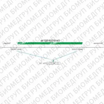 ДЛЯ КЛИЕНТОВ из США. SureFISH Chr19 CEP 527кб P20 GR. CEP 19, Номер копии, 20 тестов, FITC, Концентрат, Ручное использование