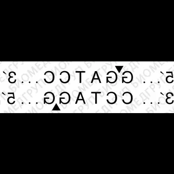 Эндонуклеаза рестрикции BamHI, 100 000 ед/мл, New England Biolabs, R0136 T, 10 000 единиц