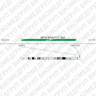 ДЛЯ КЛИЕНТОВ ЗА ПРЕДЕЛАМИ США. SureFISH 1p36.33 Chr1pTel 417kb P20 GR