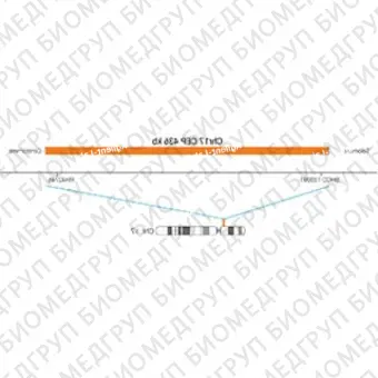 ДЛЯ КЛИЕНТОВ ЗА ПРЕДЕЛАМИ США. SureFISH Chr17 CEP 436kb P20 RD