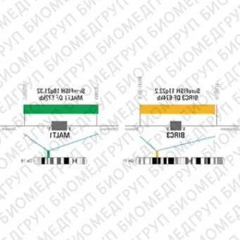 ДЛЯ КЛИЕНТОВ ЗА ПРЕДЕЛАМИ США. SureFISH 18q21.32 MALT1 DF 672kb P20 GR