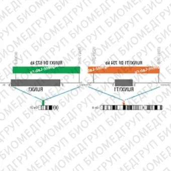 ДЛЯ КЛИЕНТОВ ЗА ПРЕДЕЛАМИ США. SureFISH 8q21.3 RUNX1T1 DF 734kb P20 RD