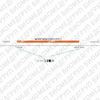 ДЛЯ КЛИЕНТОВ ЗА ПРЕДЕЛАМИ США. SureFISH 21q22.3 Chr21qTel 394kb P20 RD