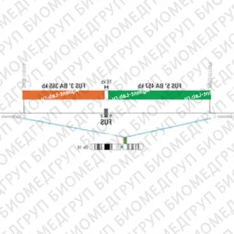 ДЛЯ КЛИЕНТОВ ЗА ПРЕДЕЛАМИ США. SureFISH 16p11.2 FUS 5 BA 457kb P100 GR