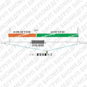 ДЛЯ КЛИЕНТОВ ЗА ПРЕДЕЛАМИ США. SureFISH 18q11.2 SS18 3146 BA 616kb P100 GR