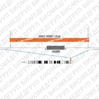 ДЛЯ КЛИЕНТОВ ЗА ПРЕДЕЛАМИ США. SureFISH 6p25.1 RREB1 638kb P20 RD