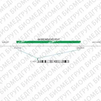 ДЛЯ КЛИЕНТОВ ЗА ПРЕДЕЛАМИ США. SureFISH 3q29 Chr3qTel 380kb P20 GR