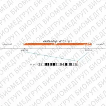 ДЛЯ КЛИЕНТОВ ЗА ПРЕДЕЛАМИ США. SureFISH 11p15.5 Chr11pTel 408kb P20 RD