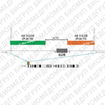 ДЛЯ КЛИЕНТОВ из США. SureFISH 3q28 BCL6 5146 BA 481кб P20 GR. BCL6, Break Apart, 20 тестов, FITC, Концентрат, Ручное использование