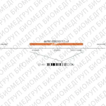 ДЛЯ КЛИЕНТОВ ЗА ПРЕДЕЛАМИ США. SureFISH 13q14.3 D13S25 197kb P20 RD