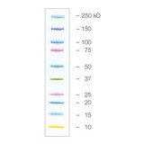Маркеры белковые молекулярного веса, предокрашенные, Kaleidoscope, 10-250 кДа, 10 полос, Bio-Rad, 1610395, 5х500 мкл