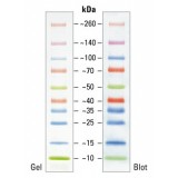 Маркеры белковые молекулярного веса, предокрашенные, Spectra, 10-260 кДа, 10 полос, Thermo FS, 26623, 10х250 мкл