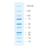 Маркеры белковые молекулярного веса, предокрашенные, 10-250 кДа, 10 полос, Bio-Rad, 1610393, 5х500 мкл