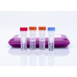 Набор реагентов virotype® ASFV для обнаружения вируса АЧС методом Real-Time PCR(96 реакций)
